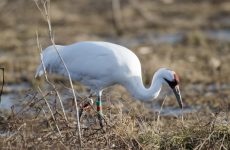 Large Birds In Wisconsin (By Weight, Length, Wingspan)