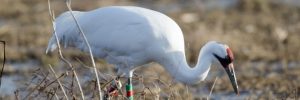 Large Birds In Wisconsin (By Weight, Length, Wingspan)