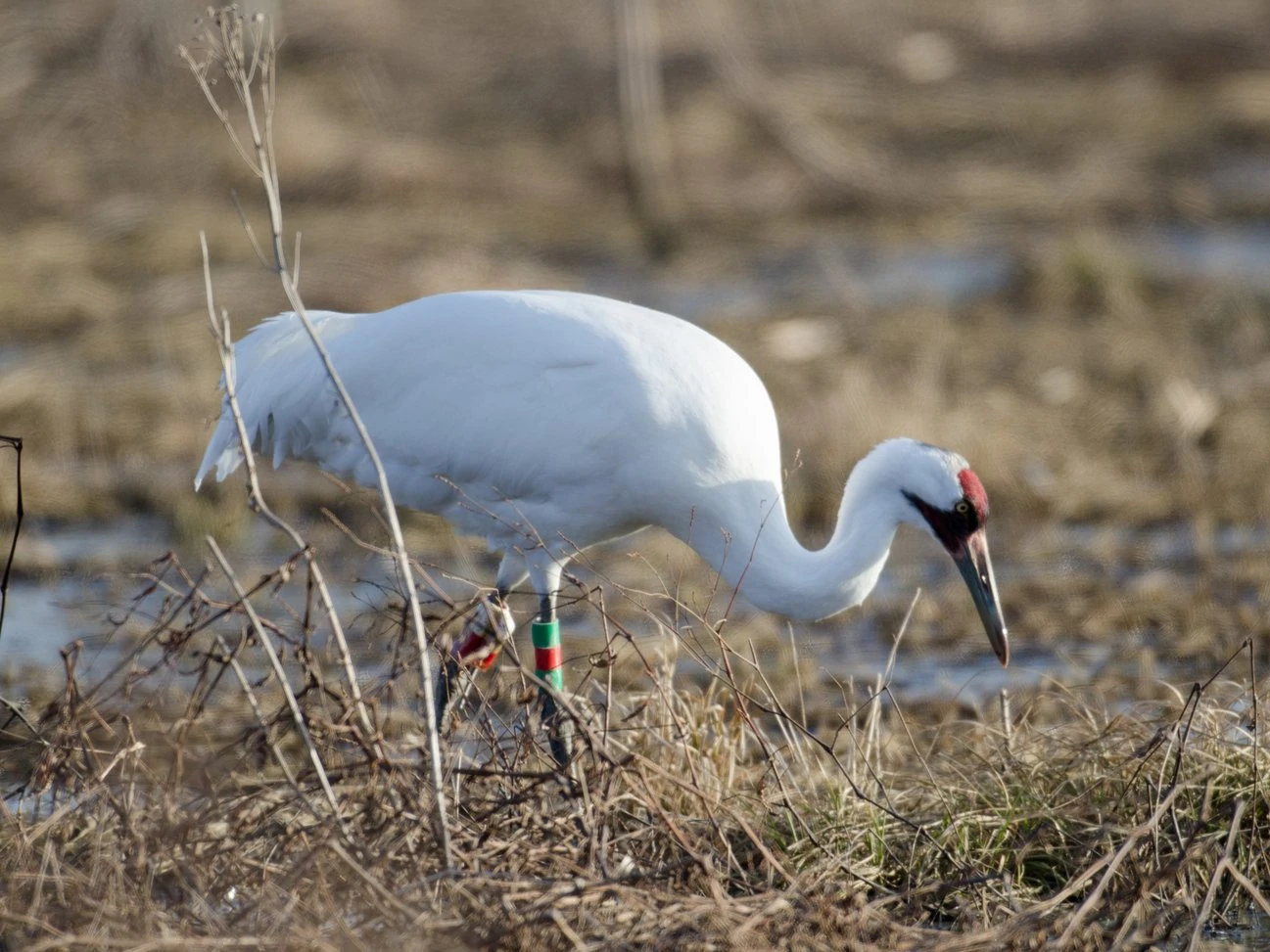 whooping crane