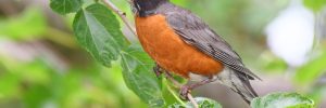 Do Robins Migrate?