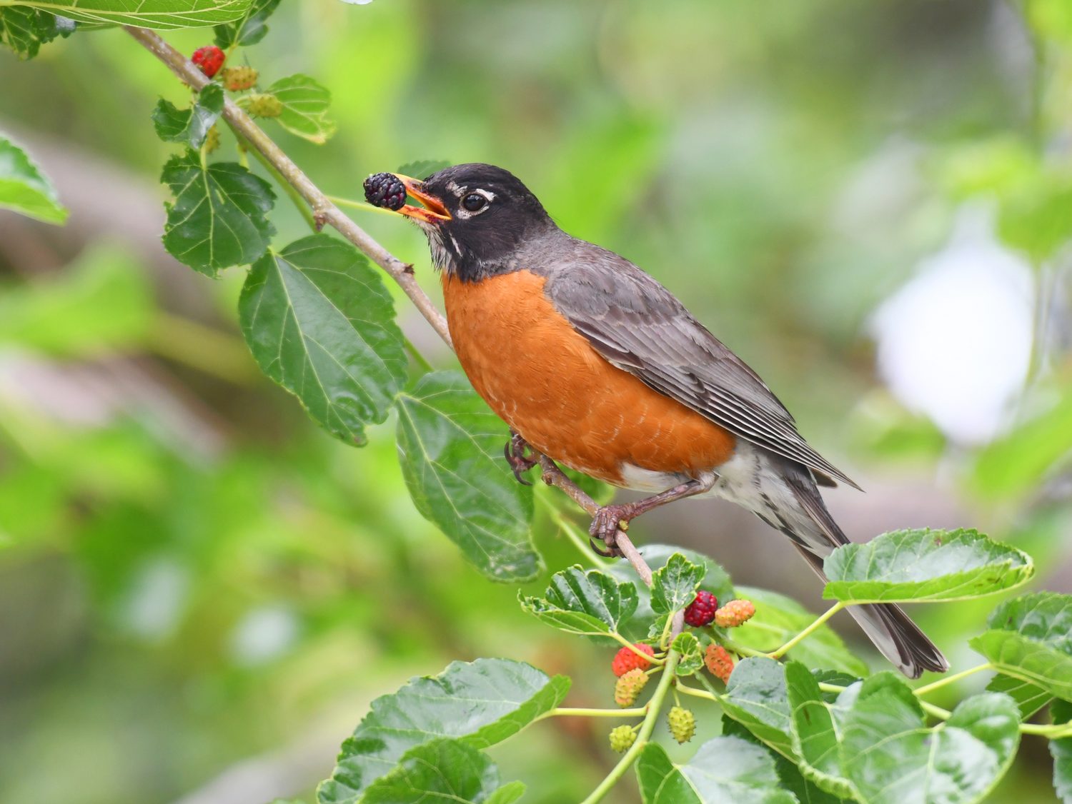 American Robin eating fruit