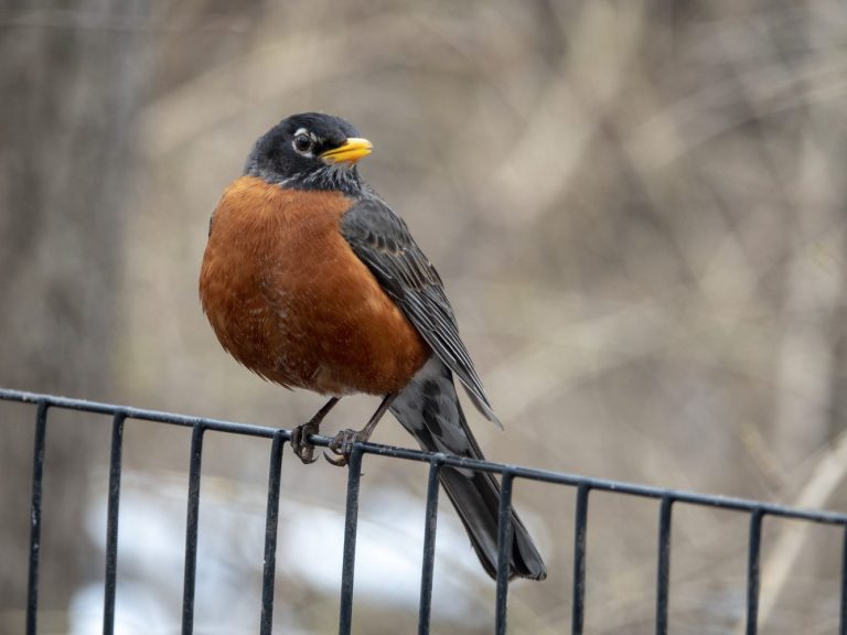 Do Robins Migrate?