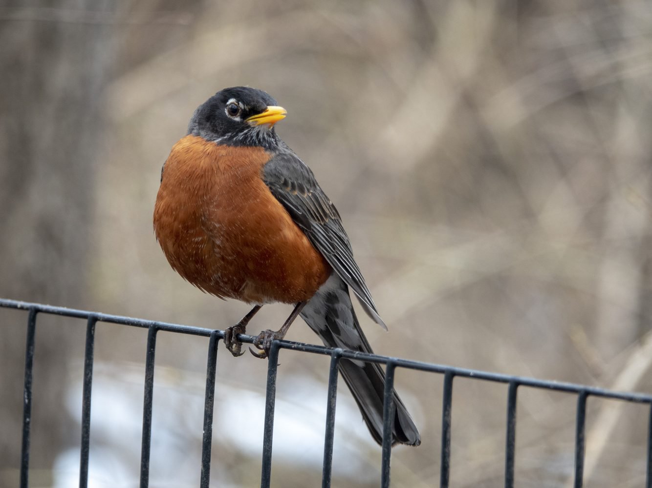 American Robin for identification