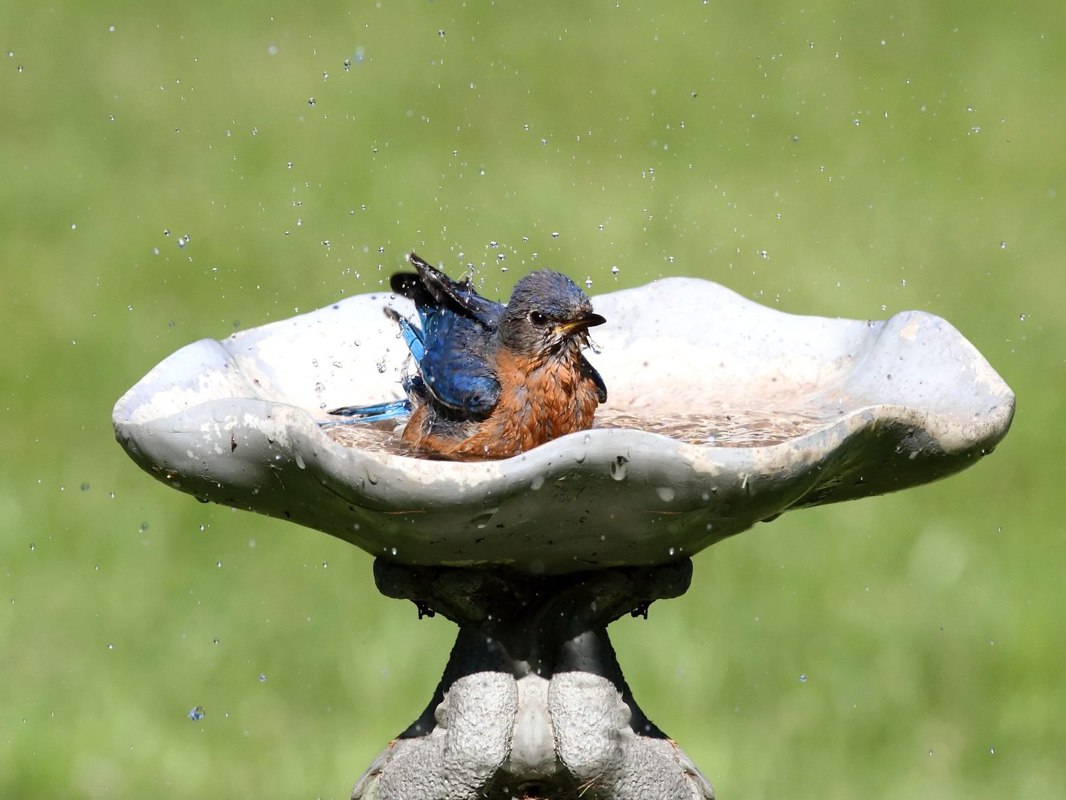 Eastern Bluebird in a bird bath