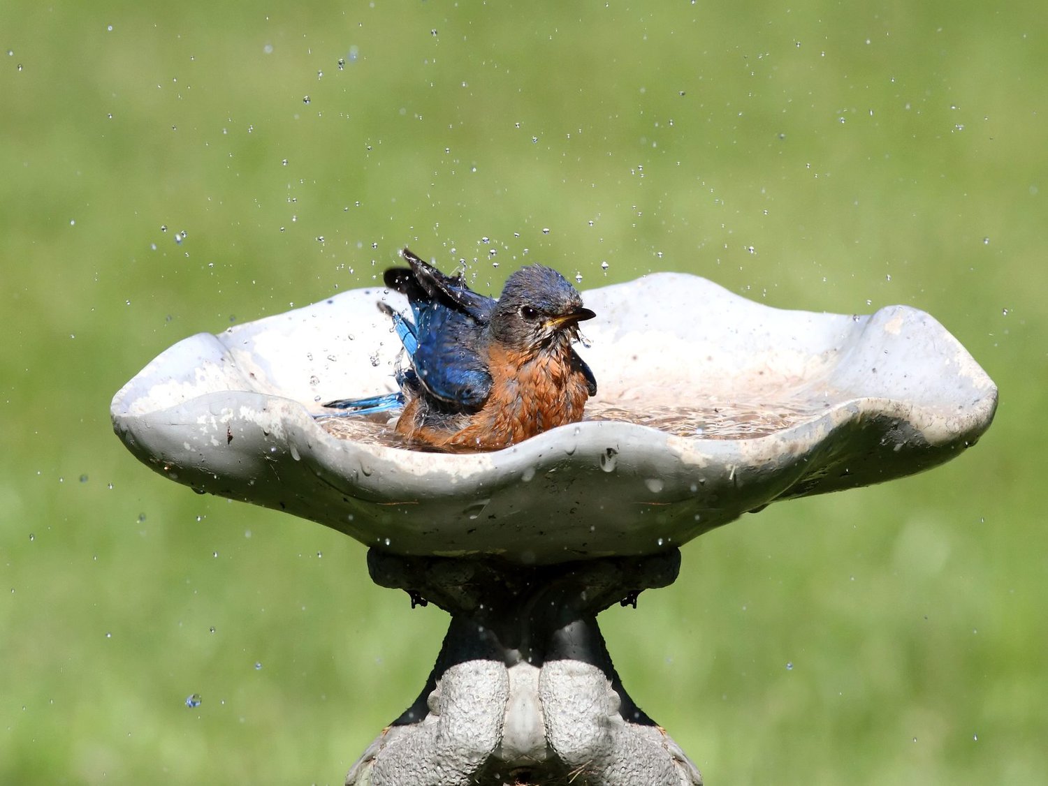 Eastern Bluebird in a bird bath