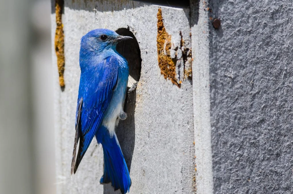 Bluebird on nestbox