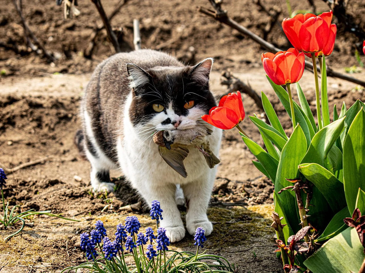 domestic cat kills bird