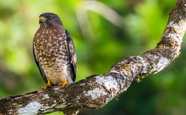 Double toothed kite