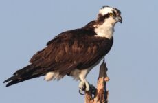 All The Birds Of Prey In Alabama And Their Calls