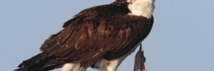 21 Largest Birds In Colorado (By Weight, Length, Wingspan)