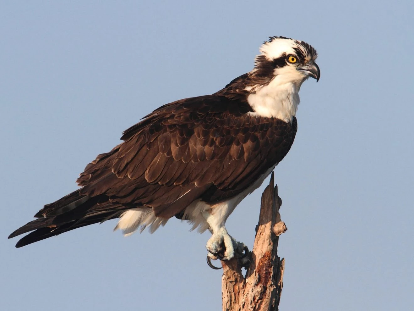 Osprey (pandion haliaetus)