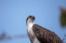 All The Birds Of Prey In Ohio And Their Calls