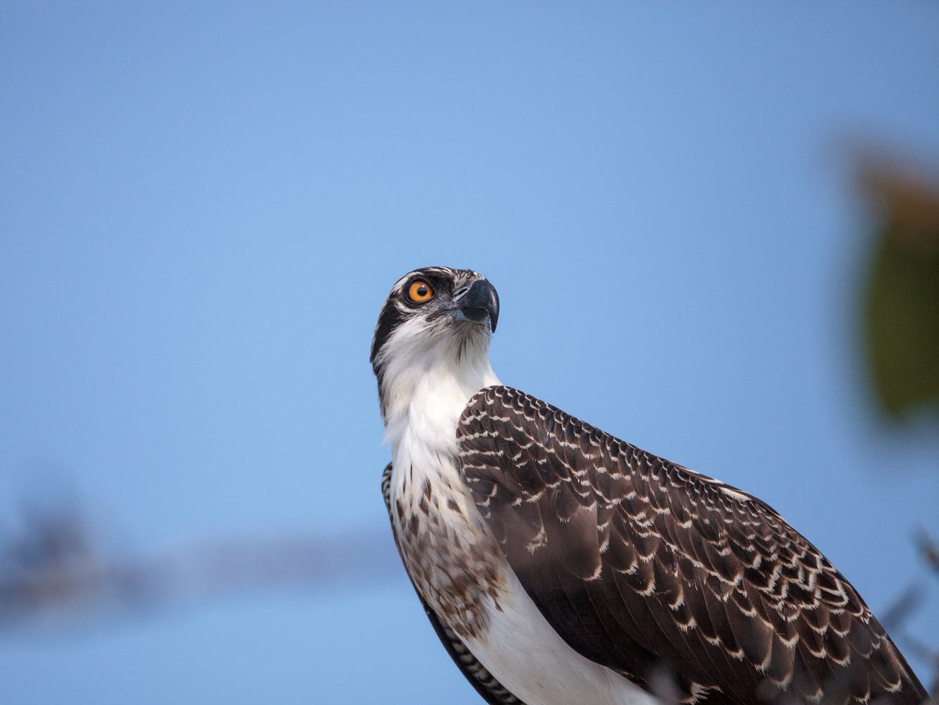 Osprey Juvenile