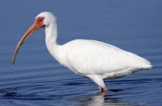 American White Ibis