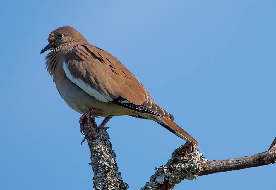 White-winged dove