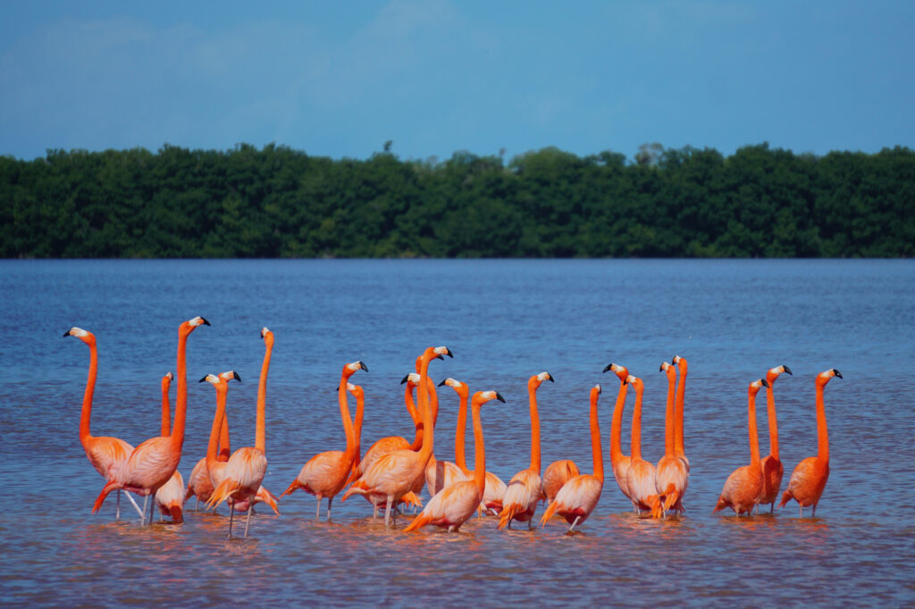 American Flamingo