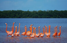 20 Largest Birds In Mississippi (By Weight, Length, Wingspan)