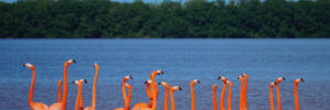 20 Largest Birds In Mississippi (By Weight, Length, Wingspan)