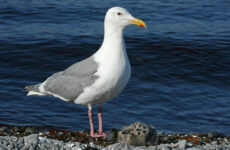 Glaucous-winged Gull