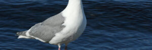 Glaucous-winged Gull