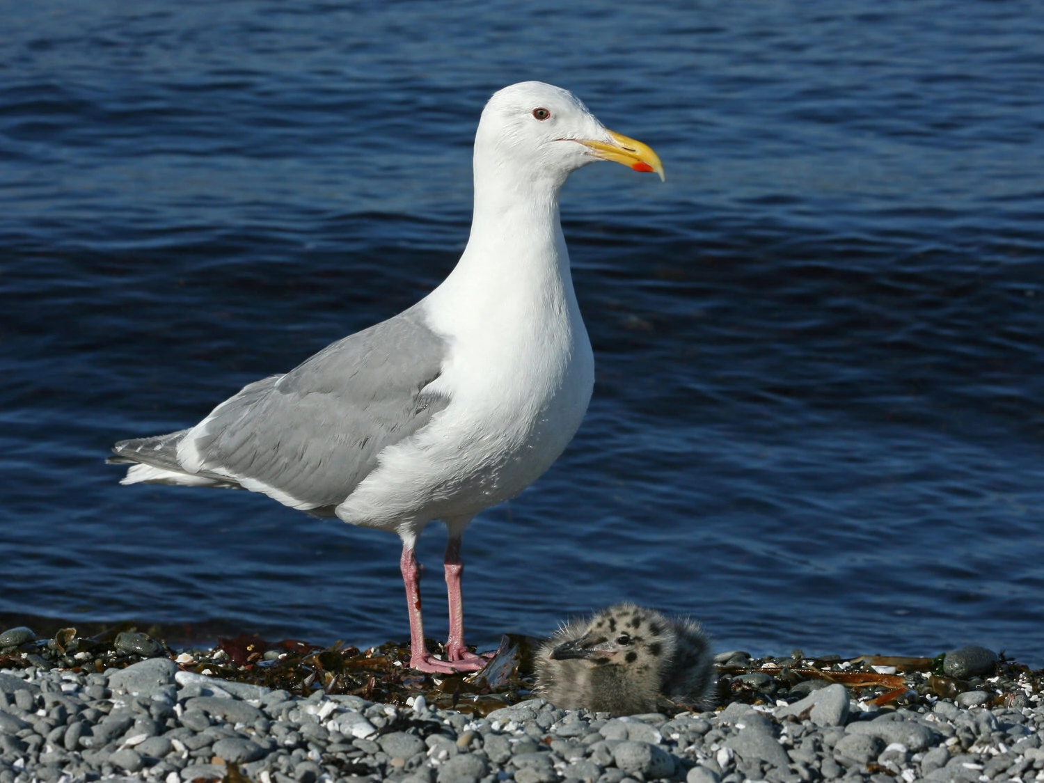 glaucous-winged gull - breeding