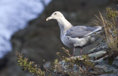 20 Largest Birds In British Columbia (By Weight, Length, Wingspan)