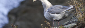 20 Largest Birds In British Columbia (By Weight, Length, Wingspan)