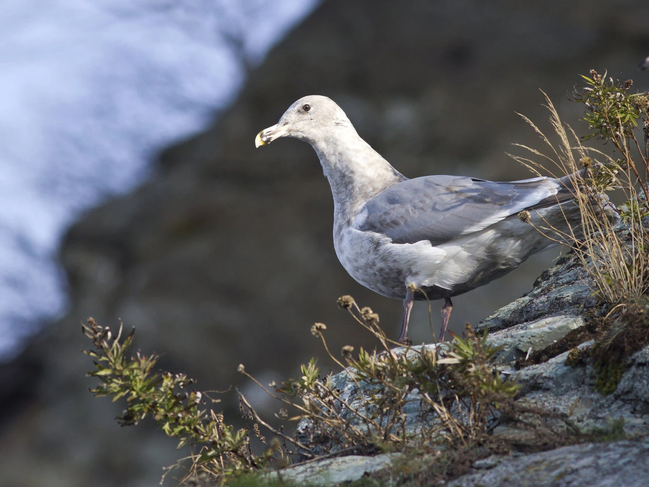 Glaucous-winged gull - Non-breeding