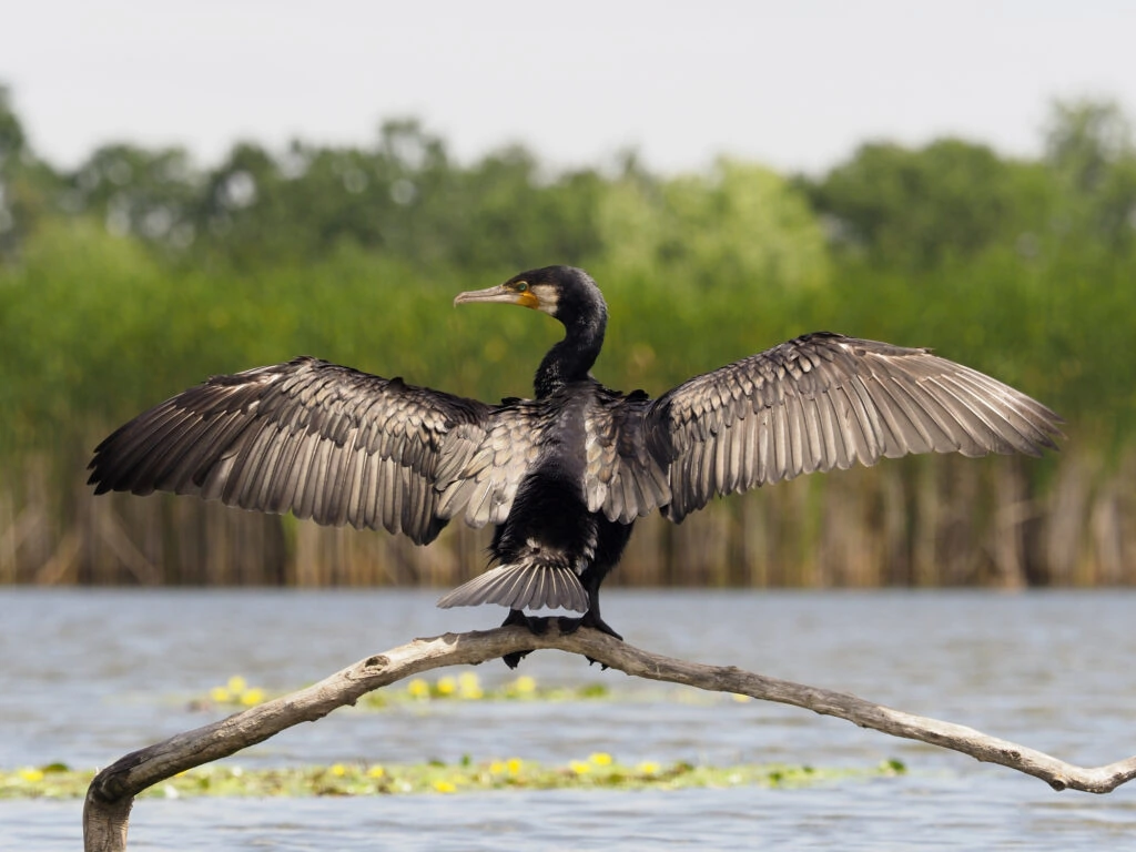 Great Cormorant