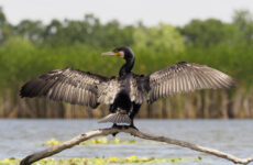 21 Largest Birds In Maine (By Weight, Length, Wingspan)