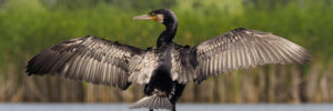 18 Largest Birds In West Virginia (By Weight, Length, Wingspan)