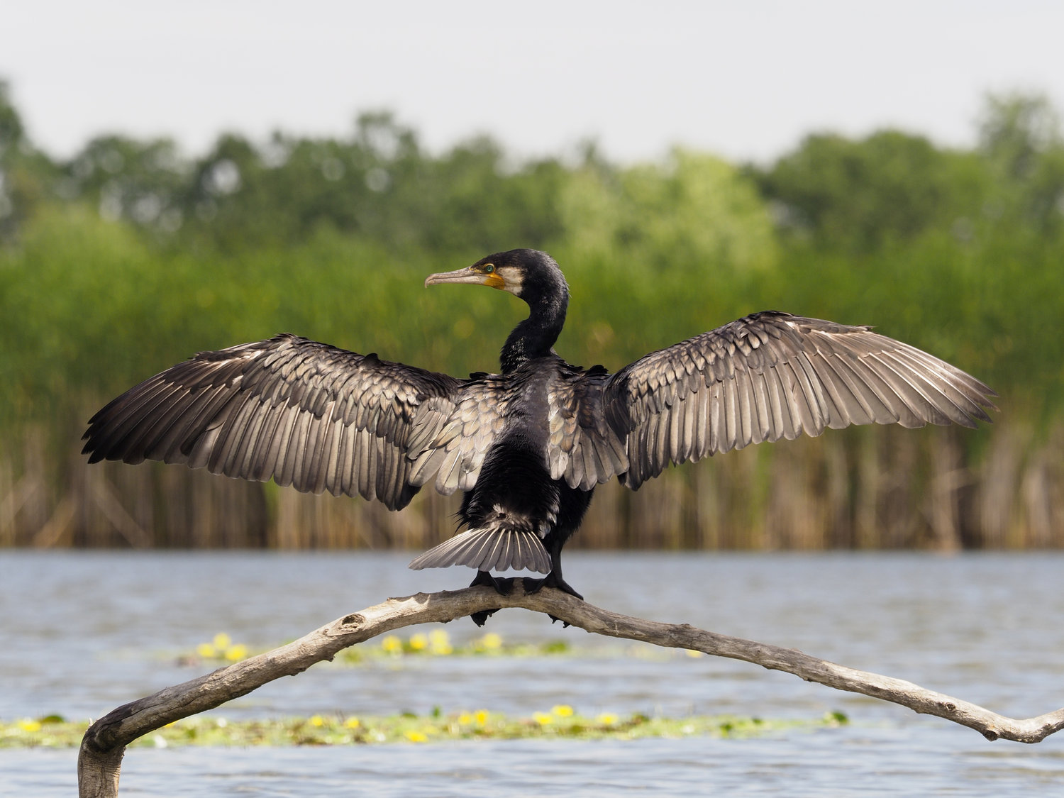 23 Largest Birds In Florida By Weight Length Wingspan 