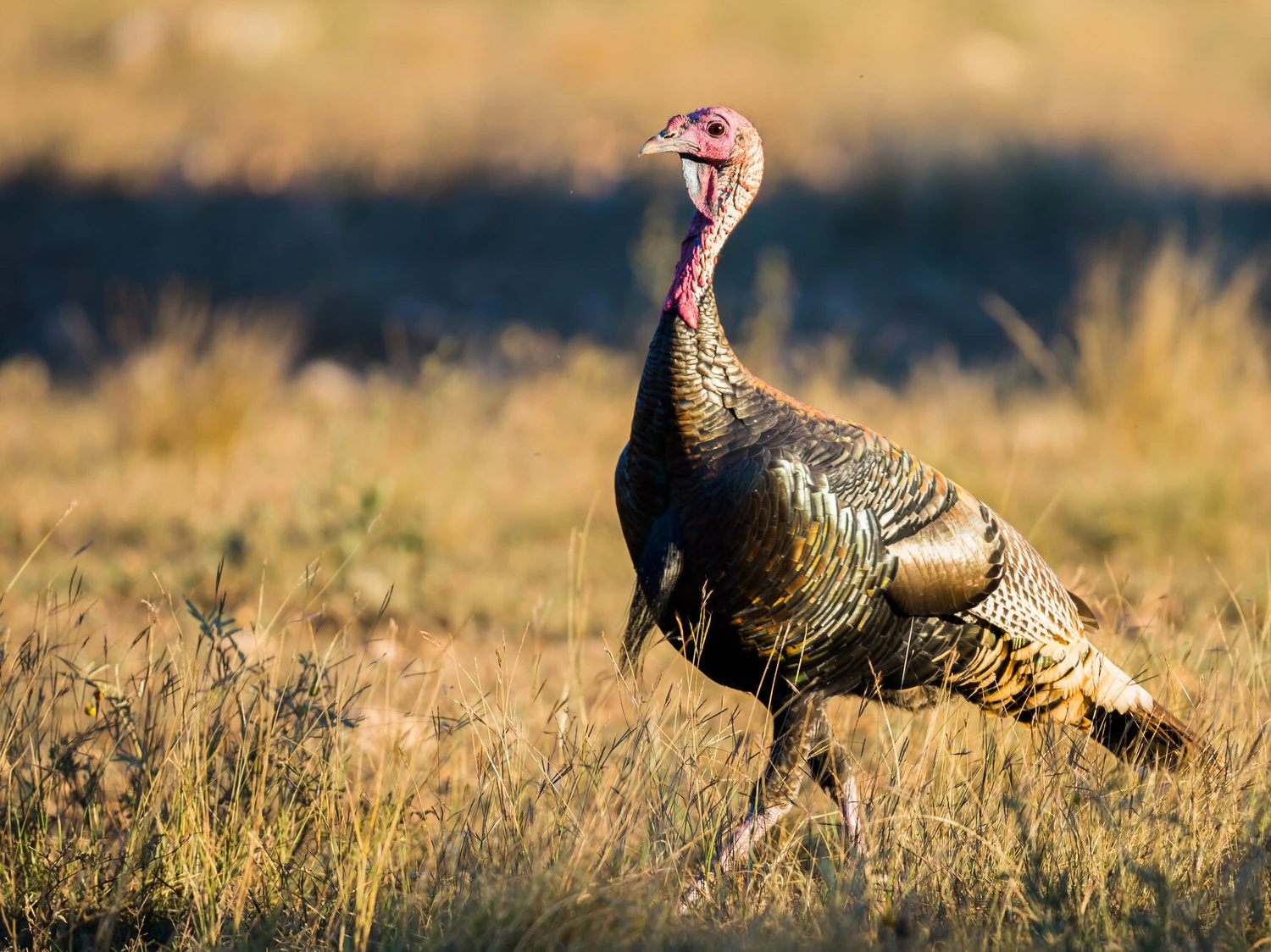 Wild Turkey Female