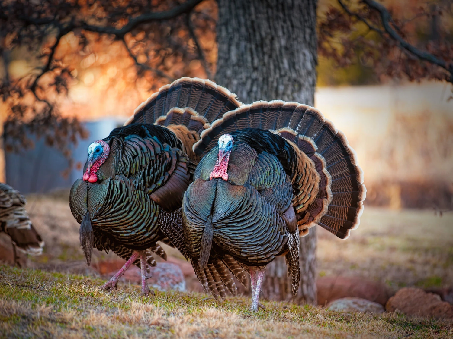 Wild Turkey - Male