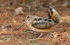 All The Shorebirds In New Hampshire And Their Calls
