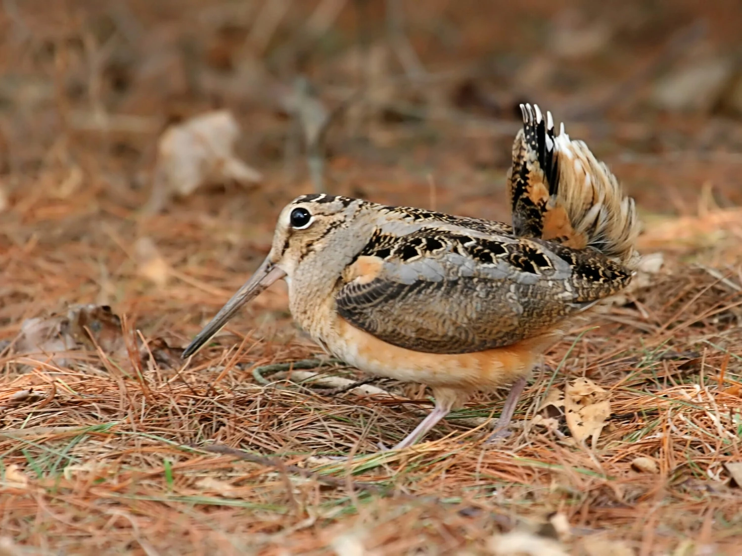 American Woodcock