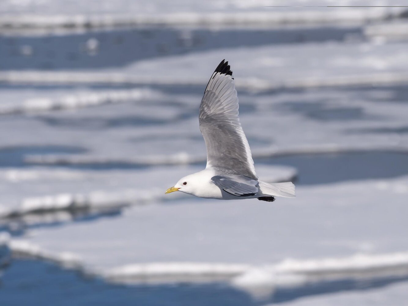 Black-legged Kittiwake Breeding Adult in Flight (Showing black wingtips)