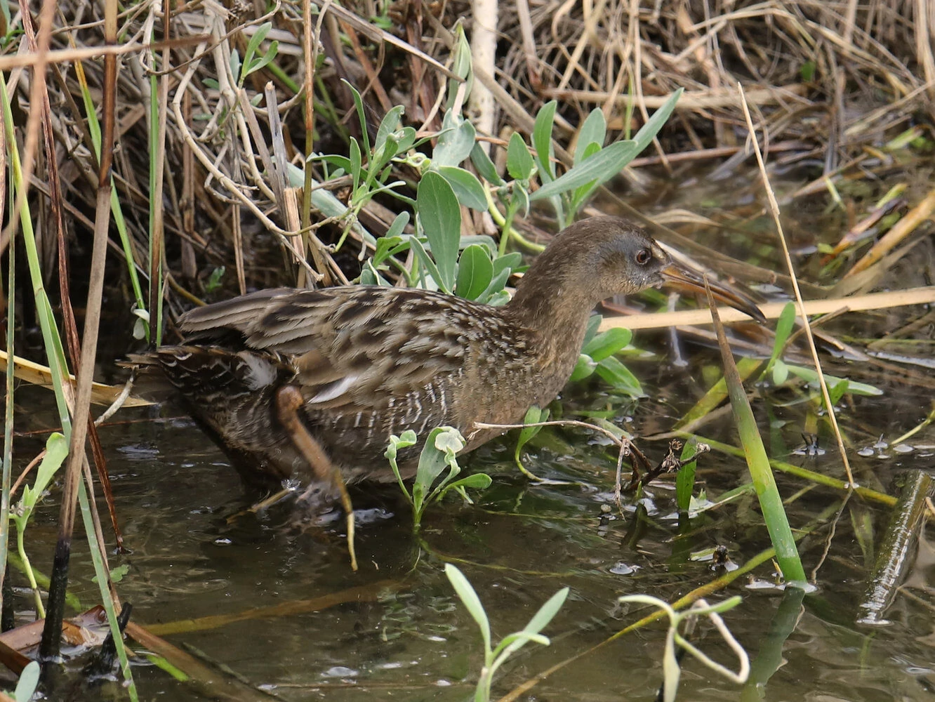 Clapper Rail