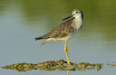 27 Shorebirds In Arkansas And Their Calls