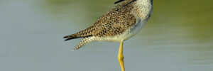 27 Shorebirds In Arkansas And Their Calls