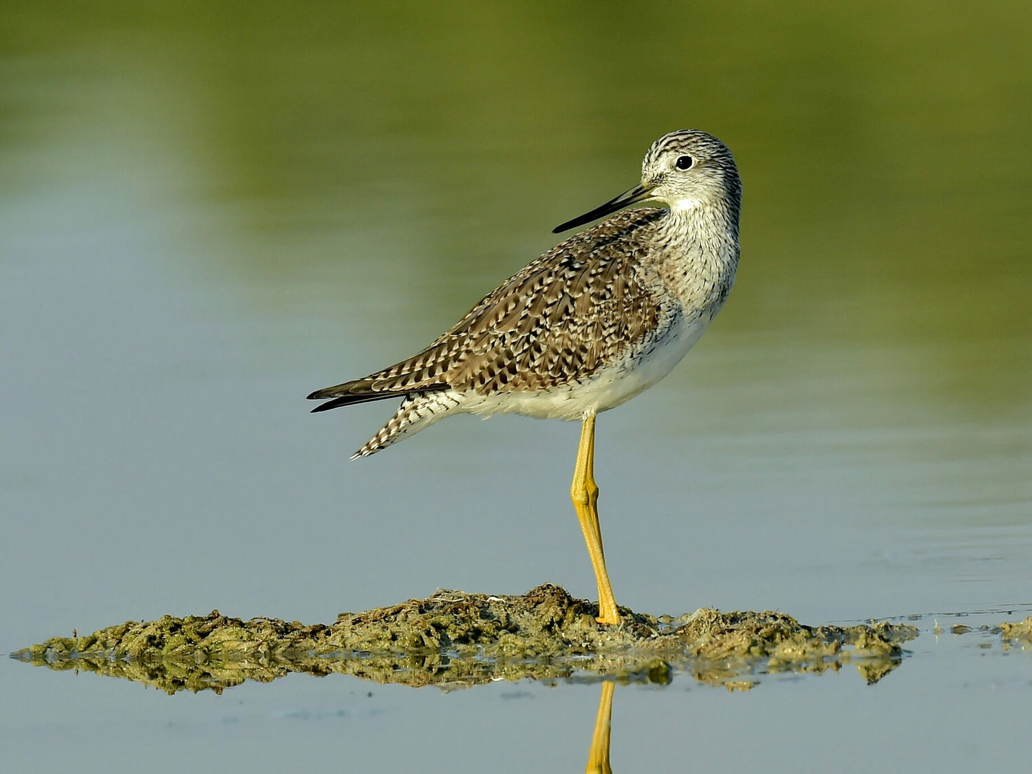 Greater Yellowlegs