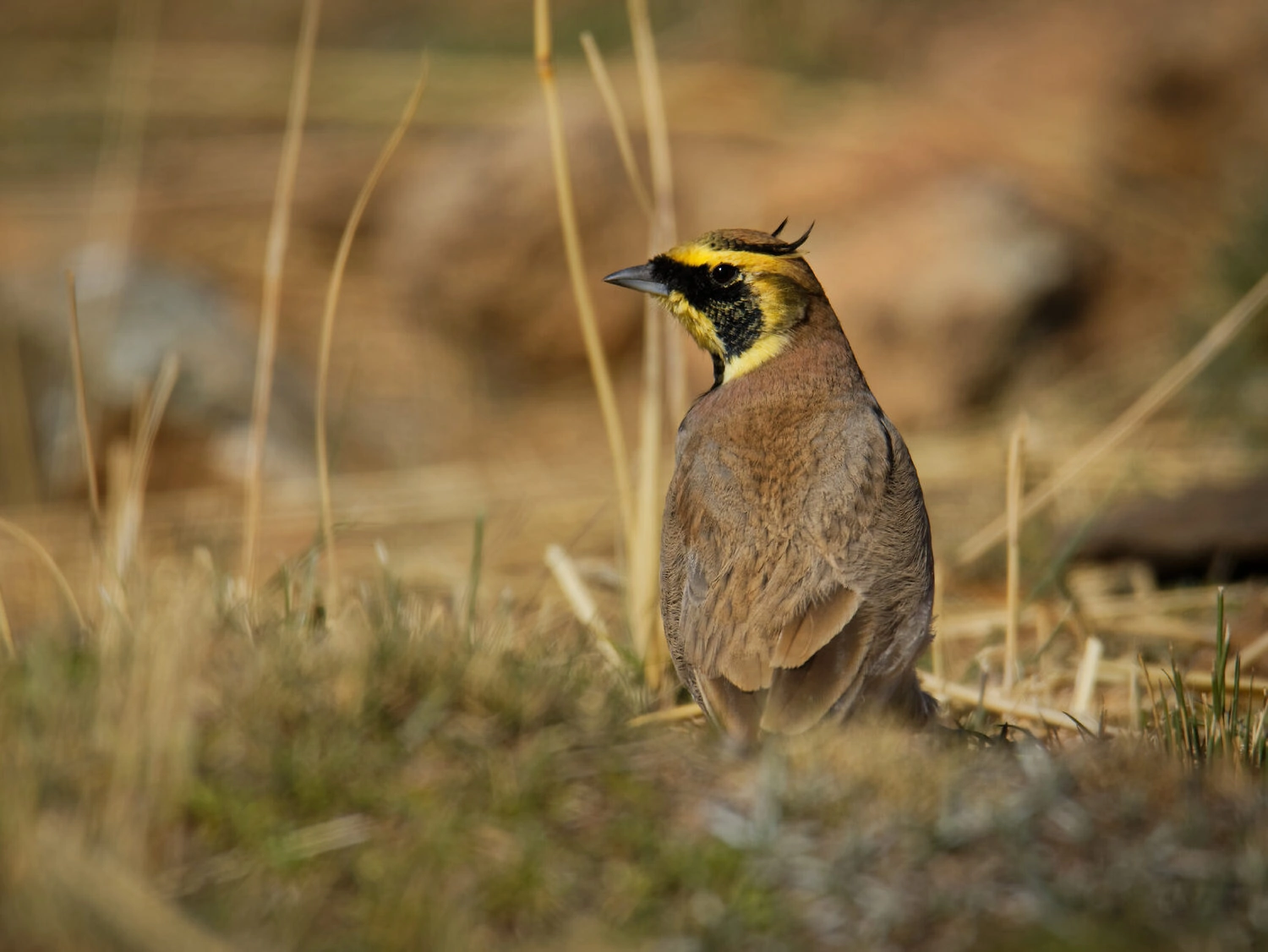 Horned Lark - Eremophila alpestris  Male