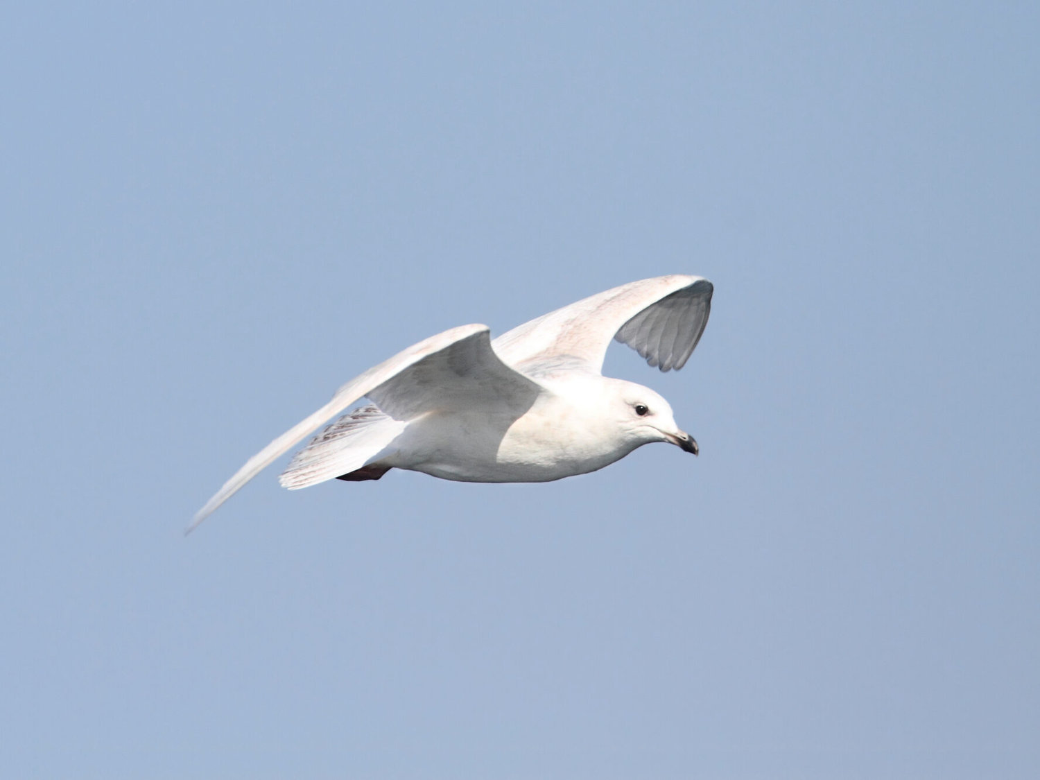 Iceland Gull (Larus glaucoides)