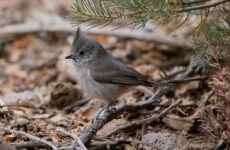 Juniper Titmouse