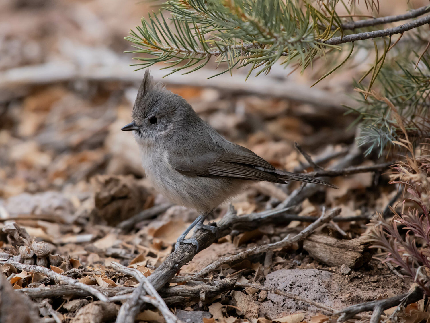 Juniper Titmouse Adult