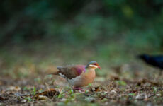 11 Types of Doves and Pigeons In Florida (Photo, ID, Calls)