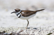 23 Shorebirds In Alaska And Their Calls