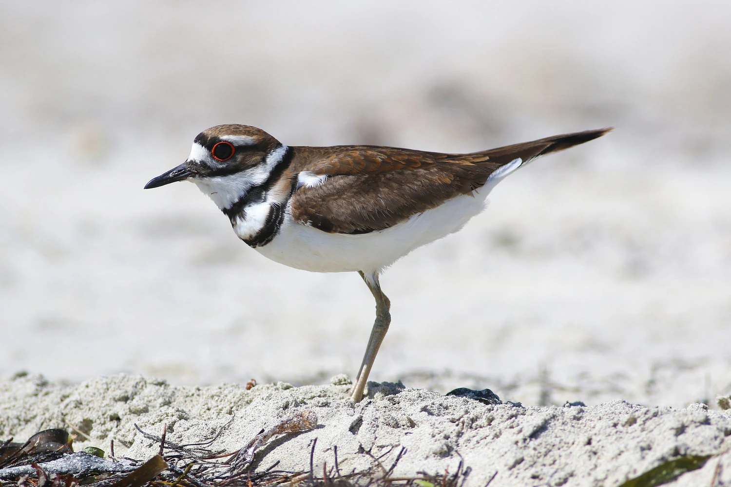 Killdeer