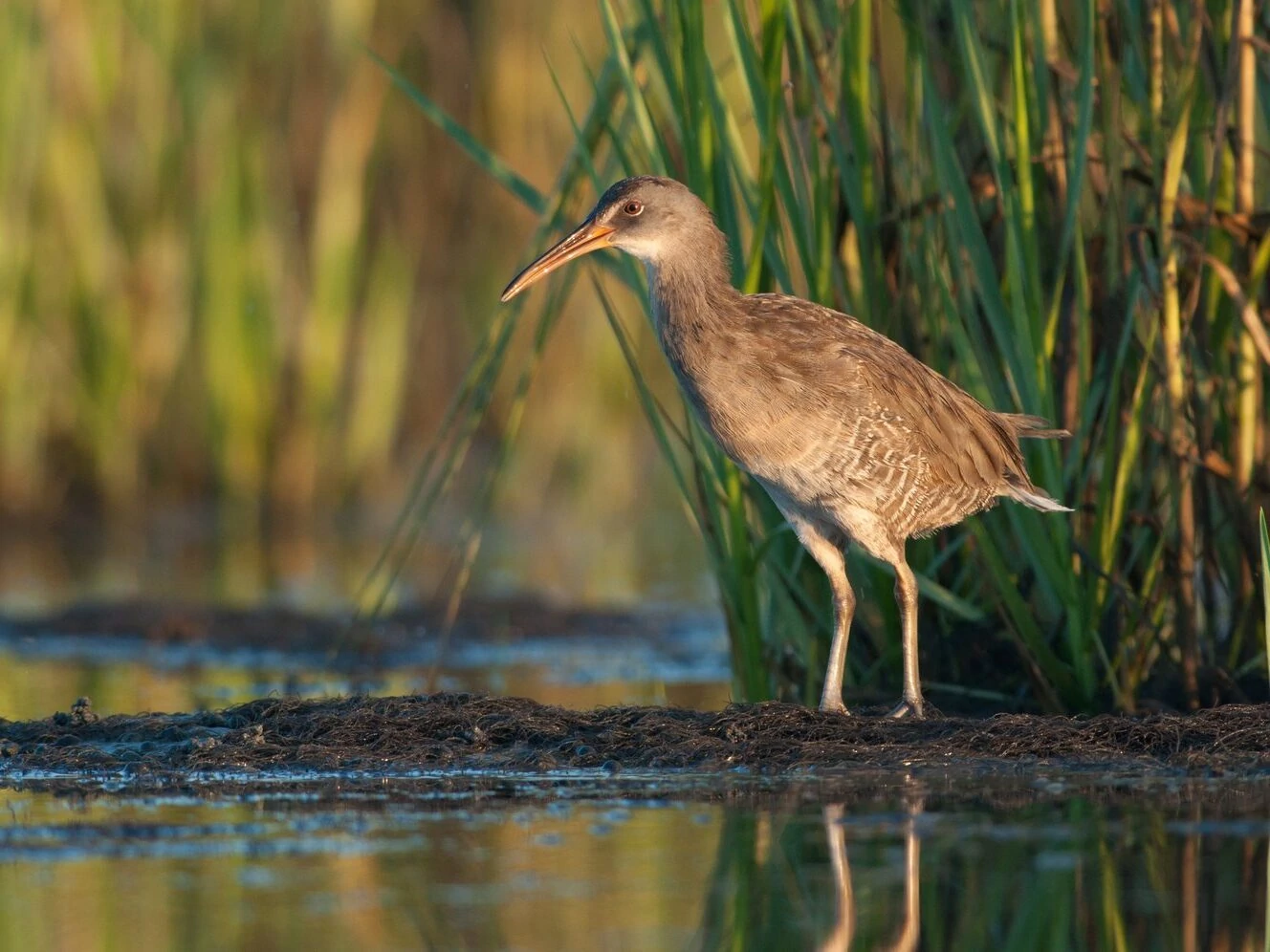 King Rail