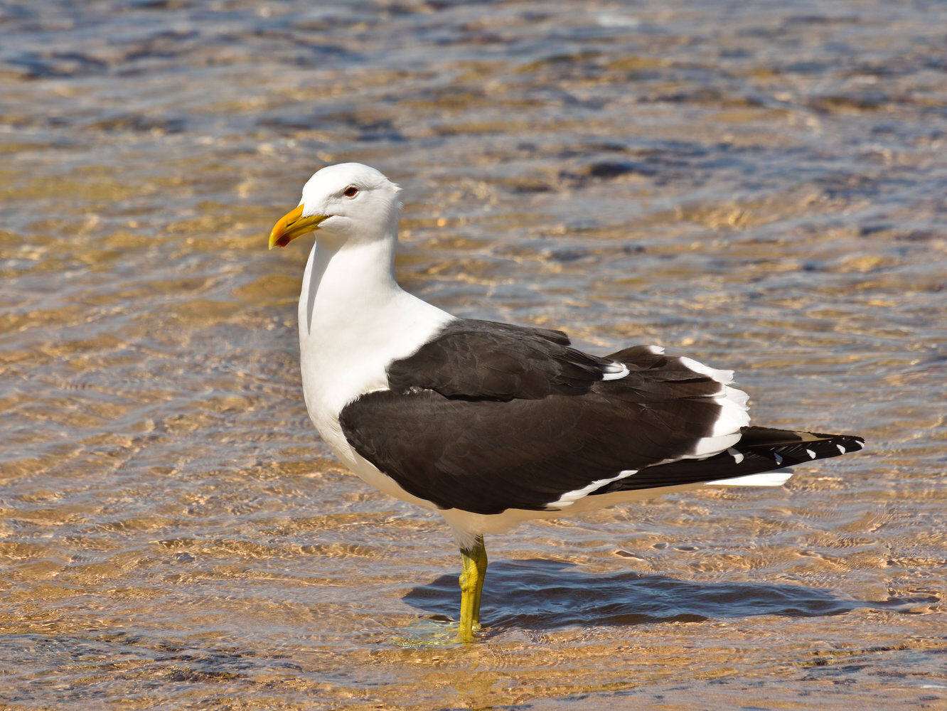 Lesser Black-Backed Gull Dark Gray form